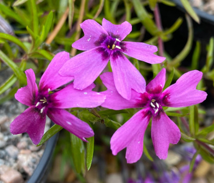 Phlox subulata 'Samson' 